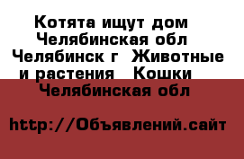 Котята ищут дом - Челябинская обл., Челябинск г. Животные и растения » Кошки   . Челябинская обл.